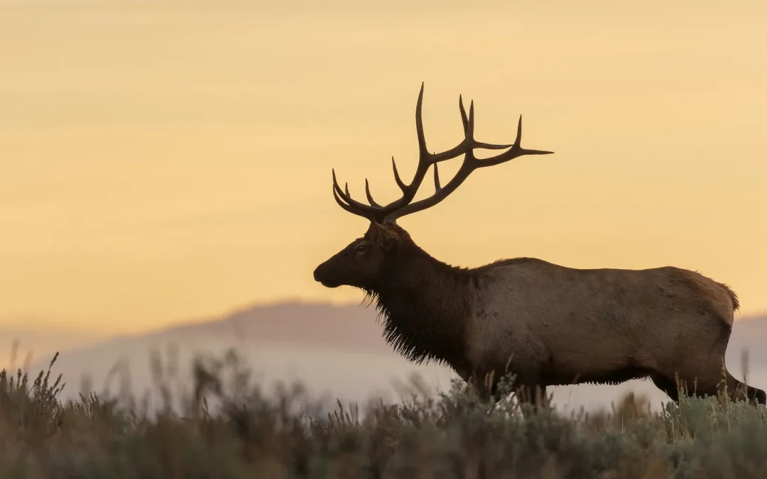 Elk. Juniper. And the Way A Memory Tastes.