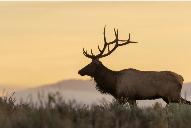 Elk. Juniper. And the Way A Memory Tastes. — Smoke & Pine essay